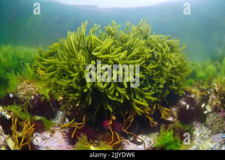 Green alga velvet horn, Codium tomentosum seaweed underwater in the ocean, Eastern Atlantic, Spain, Galicia Stock Photo