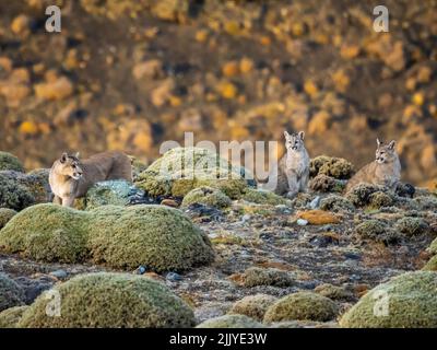 On the prowl, Pumas (Puma concolor), Torres del Paine National Park, Patagonia, Chile Stock Photo