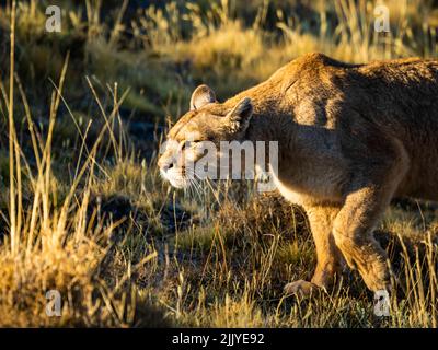 On the prowl, Hunting, Puma (Puma concolor), Torres del Paine National Park, Patagonia, Chile Stock Photo