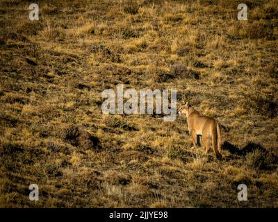 On the prowl, hunting, Puma (Puma concolor), Torres del Paine National Park, Patagonia, Chile Stock Photo