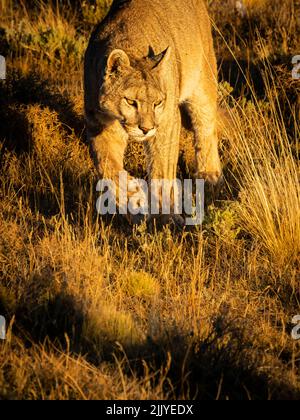 On the prowl at sunset, Puma (Puma concolor), Torres del Paine National Park, Patagonia, Chile Stock Photo