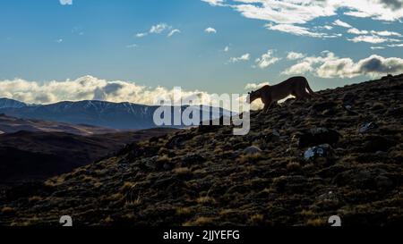 On the prowl, Puma (Puma concolor), Torres del Paine National Park, Patagonia, Chile Stock Photo