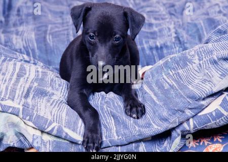 Whippet puppy laying on blue blanket Stock Photo