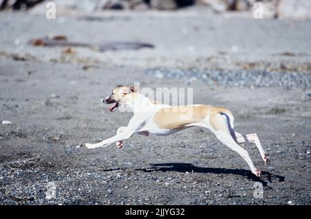 Whippet running outside on beach shore line Stock Photo