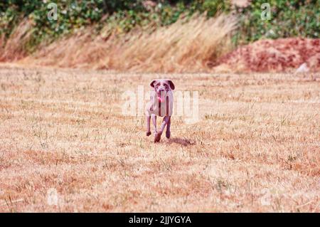 Weimaraner running outside in grassy field Stock Photo