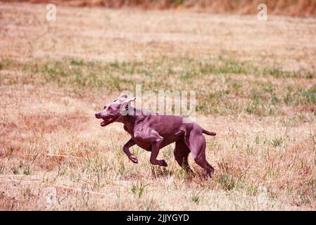 Weimaraner running outside in grassy field Stock Photo