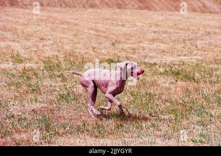 Weimaraner running outside in grassy field Stock Photo