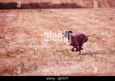 Weimaraner running outside in grassy field Stock Photo