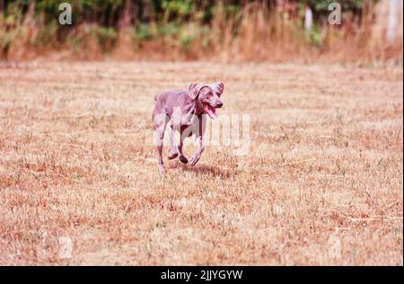 Weimaraner running outside in grassy field Stock Photo