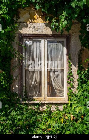 Window of an old abandoned house covered with ivy covered Stock Photo