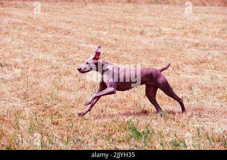 Weimaraner running outside in grassy field Stock Photo