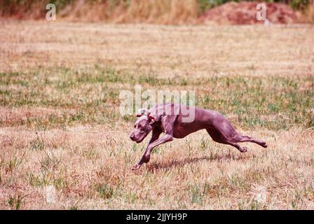 Weimaraner running outside in grassy field Stock Photo