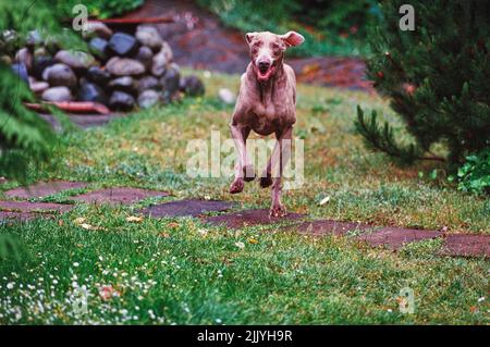 Weimaraner running outside in grassy yard Stock Photo