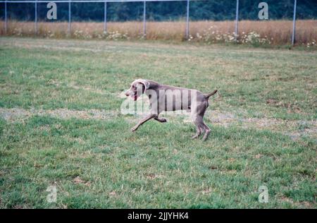 Weimaraner running in grassy field outside Stock Photo