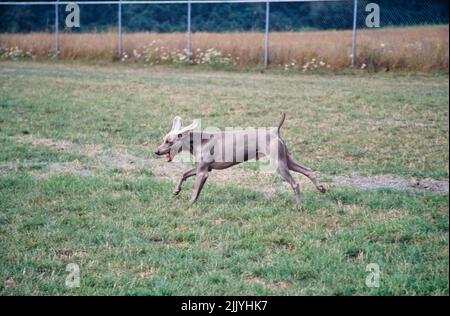 Weimaraner running in grassy field outside Stock Photo