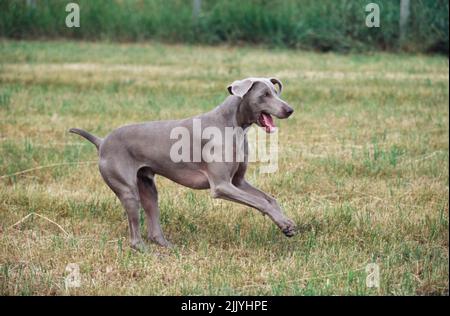 Weimaraner running in grassy field outside Stock Photo