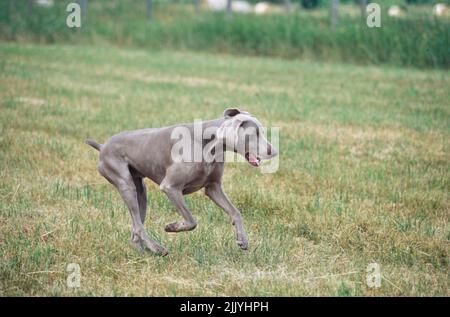 Weimaraner running in grassy field outside Stock Photo