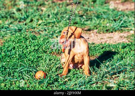 Vizsla puppy chewing on whistle braided strap Stock Photo