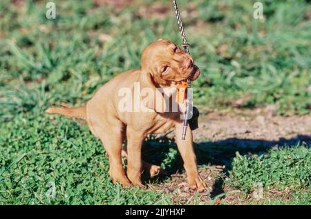 Vizsla puppy chewing on whistle braided strap Stock Photo