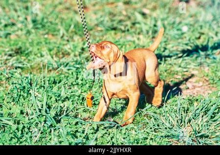 Vizsla puppy chewing on whistle braided strap Stock Photo