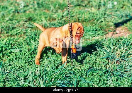 Vizsla puppy outside chewing on whistle braided strap Stock Photo