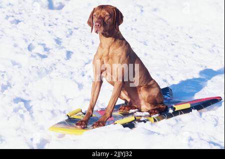 Vizsla sitting on foam sled in snow outside Stock Photo