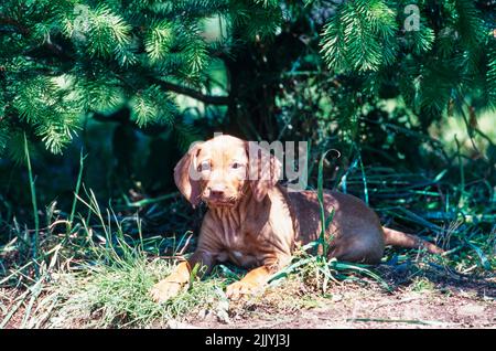 Visla puppy laying outside in front of pine tree Stock Photo