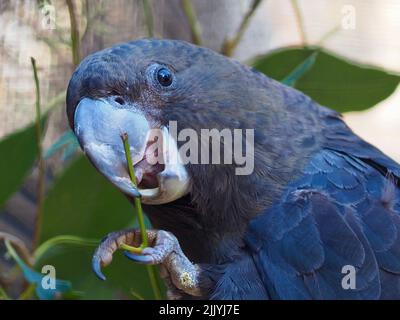 Endearing delightful male Glossy Black-Cockatoo nibbling on a Eucalyptus stem. Stock Photo