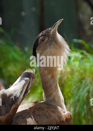 Mesmerising glamorous male Australian Bustard conspicuously dancing. Stock Photo
