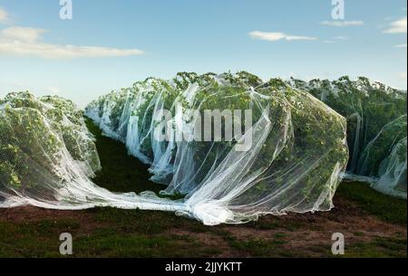 Rows of fruit bushes covered with nets in orchard Stock Photo