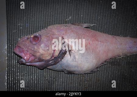 Deep sea angler fish hi-res stock photography and images - Page 3 - Alamy