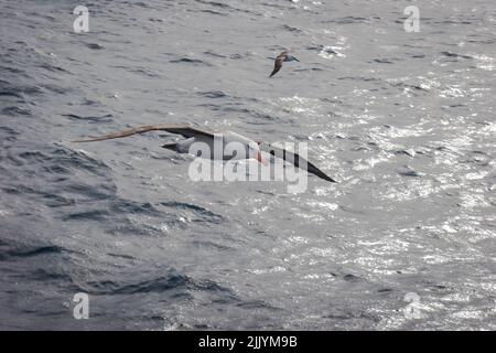 A Look at Life in New Zealand: Black-browed Albatross (Thalassarche melanophrys). Stock Photo