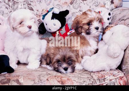 Lhasa apso discount stuffed toy