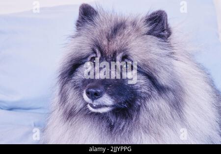 Close-up of a Keeshond dog on a blanket Stock Photo