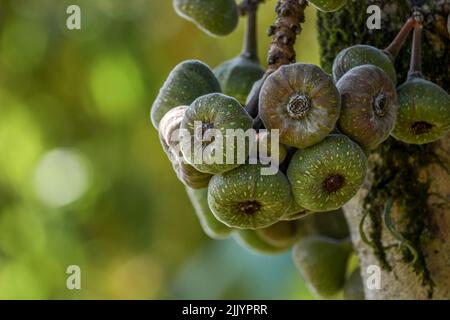 Elephant ear fig organic fruits on a fig tree in Kerala Stock Photo