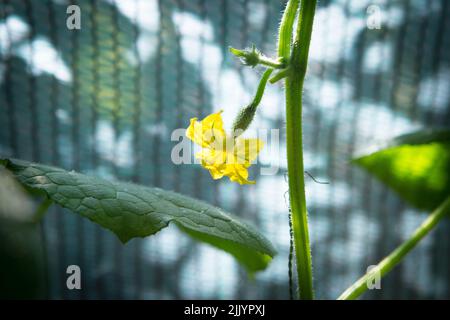 Blooming cucumber close-up with selective focus, yellow cucumber flower and small cucumbers among green leaves. Stock Photo