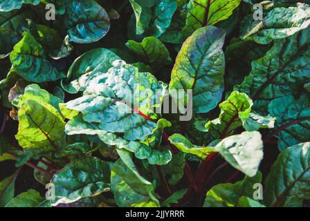 beetroot leaves texture, beet leaf growing in the garden Stock Photo