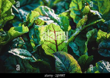 , beet leaf growing in the garden, beetroot leaves closeup Stock Photo