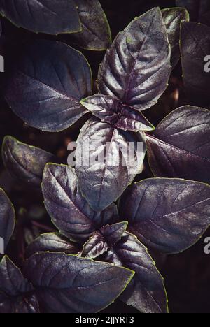 Red basil plants growing in herbs garden, overhead view Stock Photo