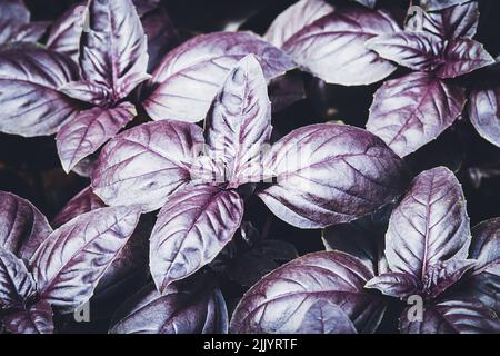 Purple basil grown in vegetable garden at organic homestead, dark opal basil plants texture Stock Photo