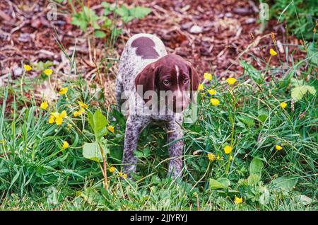 A German shorthaired pointer puppy in grass Stock Photo