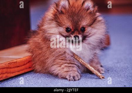 A Pomeranian dog chewing a stick on a carpeted floor Stock Photo