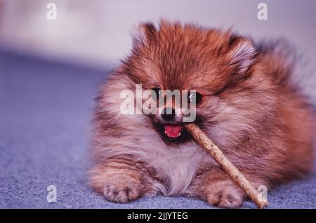 A Pomeranian dog chewing a stick on a carpeted floor Stock Photo