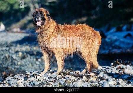 A Leonberger dog on a rocky beach Stock Photo