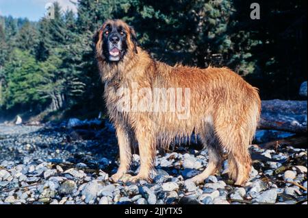 A Leonberger dog on a rocky beach Stock Photo