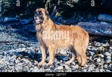 A Leonberger dog on a rocky beach Stock Photo
