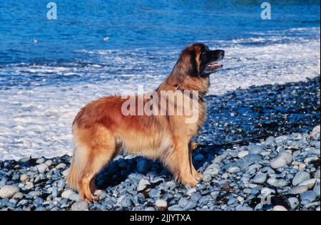 A Leonberger dog on a rocky beach Stock Photo