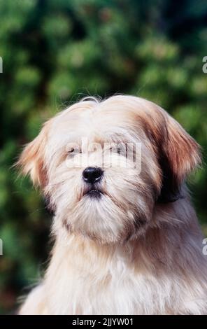 Close up of a Lhasa apso dog on a green background Stock Photo