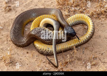 Australian Inland Taipan flickering it's tongue Stock Photo