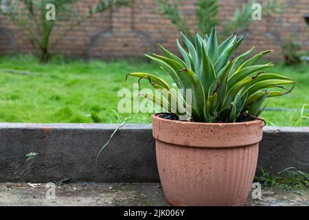 Agave desmettiana green leaves with yellow edges plant with copy space Stock Photo